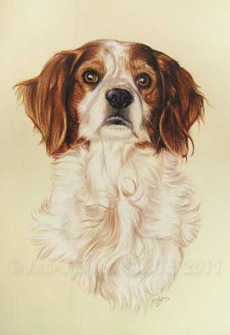 Portrait en buste du chien pagneul breton Oscar.
